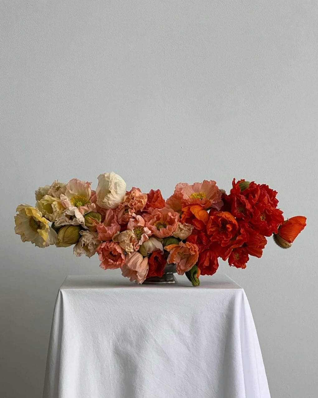 poppies 